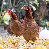 Poules Welsumer naines saumon doré rouillé