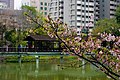 新竹公園櫻花與湖景