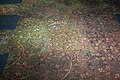 Mosaïque gallo-romaine du IIe siècle avec un homme pris dans foisonnement de rinceaux de vigne : le châtiment de Lycurgue.