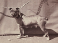 Old English Bulldog in Paris, 1863