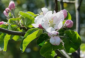 개량사과나무(Malus domestica)