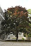 Blutbuche (Fagus sylvatica „Atropunicea“)