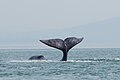 Cavorting whale in northwestern part of Sea of Okhotsk[64]