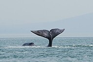 Bowhead whale tail-slapping in Shantar Islands