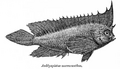 Ablabys macracanthus