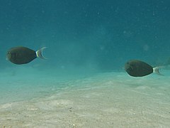 Deux poissons chirurgiens à virgule noire (Acanthurus nigricauda)