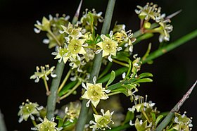 Adolphia californica