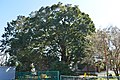 天御子神社のヤマモモの木（磐田市指定天然記念物）