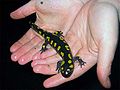 Yellow spotted salamander