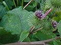 Arctium lappa