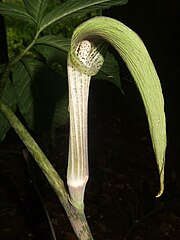 花序はやや前屈してつき、花序柄は葉柄部より短い。仏炎苞筒部は中部以下はやや細く、やや上に開いた円筒形で、淡褐色-緑白色で不規則で細かい紫色の斑がある。愛媛県面河渓（５月中旬）。