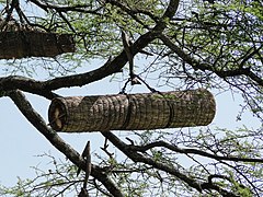 Ruche dans un arbre.