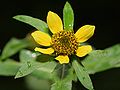 Bidens cernua