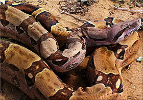 Jiboia, Boa constrictor.