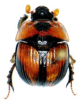 Bolbocerosoma tumefactum