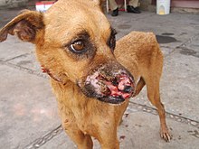 Cão com sinais de leishmaniose visceral canina, diagnosticado sorologicamente no Centro de Controle de Zoonoses de Teresina, e destinado à eutanásia.