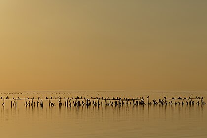 Cormorões no crepúsculo sobre a lagoa de água salgada de Vaccarès, no parque natural regional da Camarga, França. (definição 5 760 × 3 840)