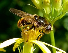 Korbblütler-Erzschwebfliege (Cheilosia canicularis, weiblich)