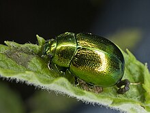 A mint leaf beetle