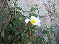 Cistus salviifolius.