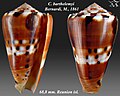 Conus barthelemyi Bernardi, M., 1861