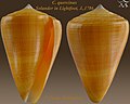 Conus quercinus Solander in Lightfoot, J., 1786