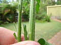 Stiff hairs cover the plant.