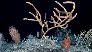Corals on Debussy Seamount