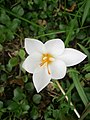 Crocus pulchellus 'Albus'