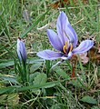 Crocus sativus