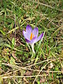 Crocus tommasinianus close-up flower