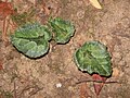 Cyclamen pseudibericum leaves (fall)