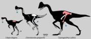 Size comparison of the Dinosaur Park caenagnathids