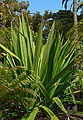 Doryanthes palmeri