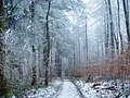 Inverno nella faggeta dell'Elm