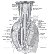 The position and relation of the esophagus in the cervical region and in the posterior mediastinum. Seen from behind.