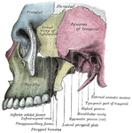 Left infratemporal fossa