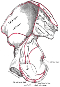 عظم الورك الأيمن، السطح الداخلي.