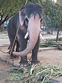 Elefant des Guruvayur Tempels (Thrissur, Kerala) in Ketten