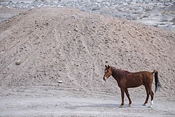 یک اسب در حوالی کاروانسرای دیر گچین در پارک ملی کویر