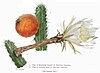 Fragrant prickly apple (Harrisia fragrans), a rare species of cactus endemic to Florida