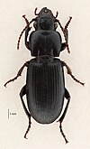 Eyrewell ground beetle