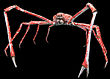 A Japanese spider crab