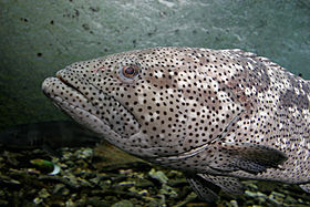 Garoupa-do-malabar (Epinephelus malabaricus)