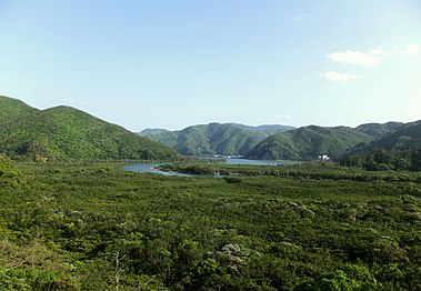 Мангровий ліс на Омамі Осімі.