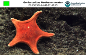 Mediaster ornatus (abyssale)