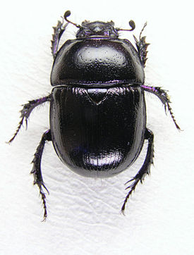 Лесной навозник (Anoplotrupes stercorosus)