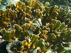 Millepora complanata