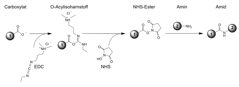 Prinzip der Herstellung und Umsetzung eines NHS-Esters