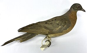Passenger Pigeon from the collections of World Museum, National Museums Liverpool